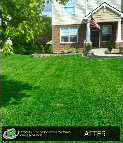 After_Lawn_Treatment-Bowman_Turfgrass-Brighton