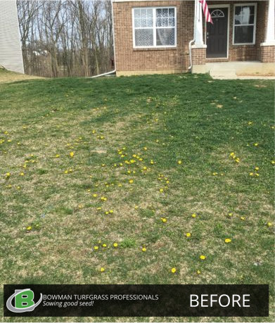 Before_Lawn_Treatment-Bowman_Turfgrass-Brighton